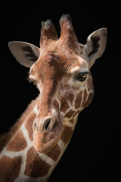 Portrait Of A Giraffe On A Black Background.