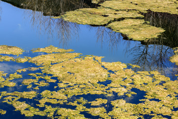 Green algae cluster and reflecting blue sky in lake surface .