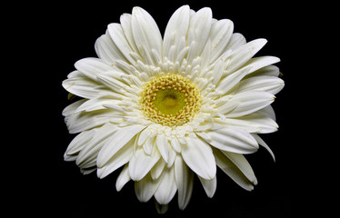 flower isolated on black background