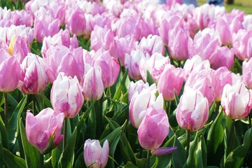 Purple tulips with blur background.Close up tuilips.Orange tulips.Group of tuilips flowers.Flowers close up in Amsterdam,the netherlands 