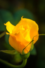 Yellow Rose Flower