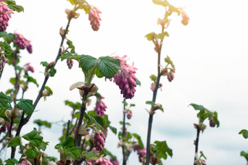 Sweety pink color flower bush, fresh beautiful blossom in graden