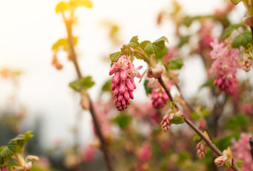 Sweety pink color flower bush, fresh beautiful blossom in graden