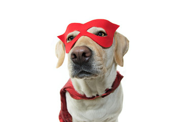 DOG SUPER HERO COSTUME. LABRADOR WEARING A RED MASK AND A CAPE.  CARNIVAL OR HALLOWEEN DISGUISE. ISOLATED STUDIO SHOT AGAINST WHITE BACKGROUND.