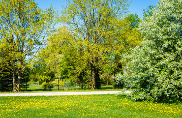 Naklejka premium spring meadows and garden landscape, oak flourish leaves, bird-cherry tree blooms, yellow dandelions are full lawn, ornamental garden behind the fence