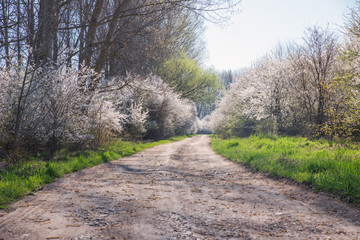 Fototapeta na wymiar Spring landscape with flowering trees, meadow and country road