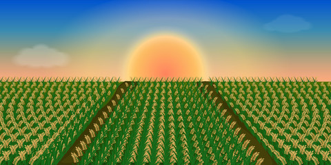 Sunset on sky at rice field. Vector illustration.