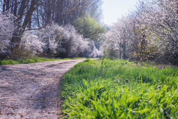 Spring landscape with flowering trees, meadow and country road