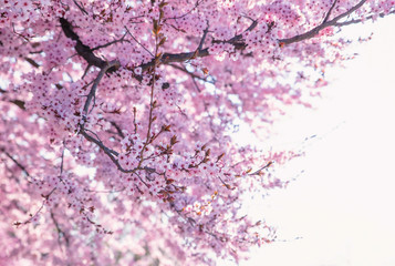 Beautiful flowering peach tree, the texture of flowers peach