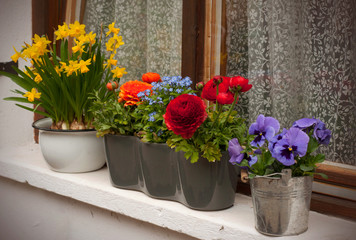 Colored spring flowers in pot on the windows
