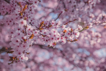 Beautiful flowering peach tree, the texture of flowers peach