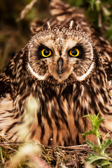 Portrait of short-eared owl (Asio flammeus) in the nest