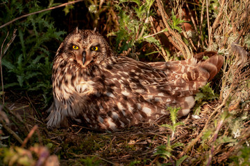 Short-eared owl (Asio flammeus) in the nest