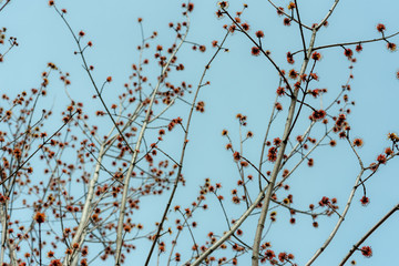 branches full of flowers blossomed in spring, dreamlike landscape