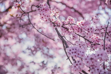 Beautiful flowering peach tree, the texture of flowers peach