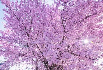 Beautiful flowering peach tree, the texture of flowers peach