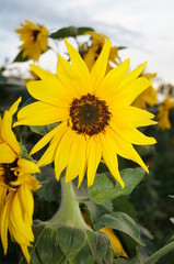field of sunflowers