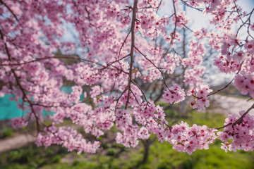 Beautiful flowering peach tree, the texture of flowers peach