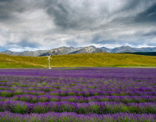Lavender field near Mount Cook in New Zealand's South Island.