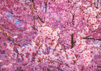 Beautiful flowering peach tree, the texture of flowers peach