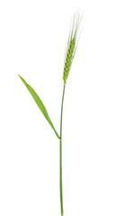 Green spikelet of barley on a white background