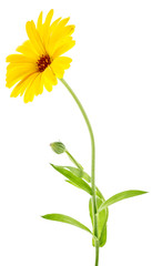 Yellow flower of calendula isolated on a white background. Marigold flower.