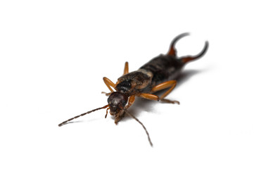 Bug isolated on a white background.Copy space.Insect isolated on a white background.