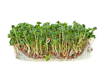 Young sprout microgreen isolated on white background. Radish sprouts.