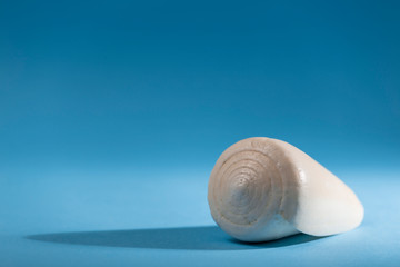 conch on blue background