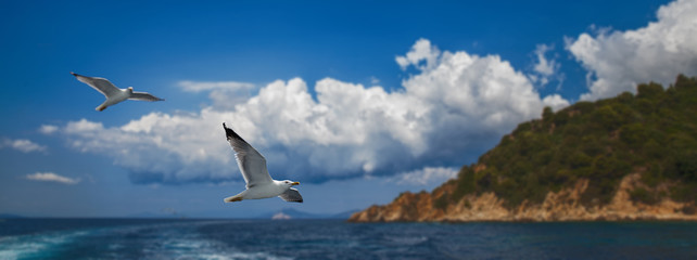 Seagull on the background of the sea landscape. Sea travel. Summer rest. Cruises on the ship. Selective focus.