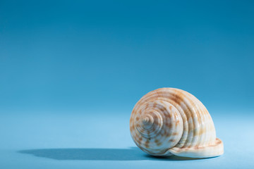 sea shell on the beach