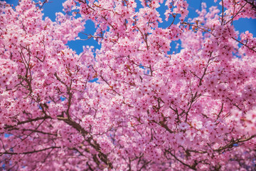 Obraz premium Beautiful flowering peach tree, the texture of flowers peach