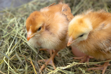 Yellow chickens in the nest. Closeup of yellow chickens in the nest.