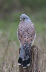 beautiful kestrel on a post