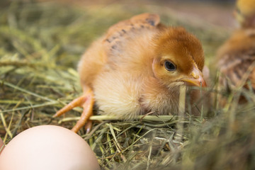Newborn yellow chickens in hay nest along whole.