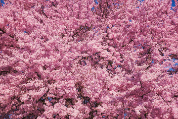 Beautiful flowering peach tree, the texture of flowers peach