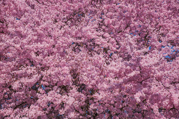 Obraz premium Beautiful flowering peach tree, the texture of flowers peach