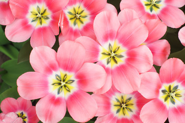 happy spring tulip flowers