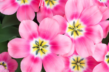 happy spring tulip flowers