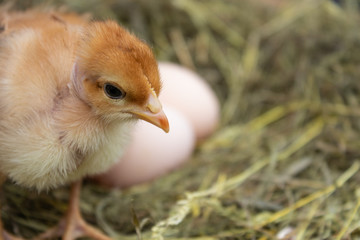 Newborn yellow chickens in hay nest along whole.