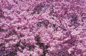 Beautiful flowering peach tree, the texture of flowers peach