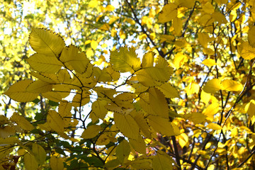 yellow autumn leaves