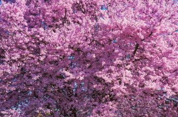 Obraz premium Beautiful flowering peach tree, the texture of flowers peach