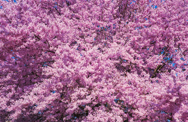 Fototapeta premium Beautiful flowering peach tree, the texture of flowers peach