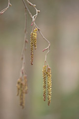 branches with buds and flowers gray alder (Alnus incana)