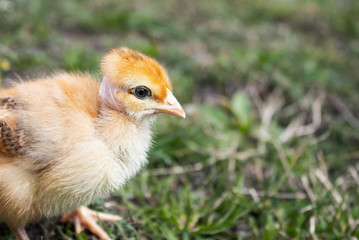 Little chicken, closeup, yellow chicken on the grass. Breeding small chickens. Poultry farming.