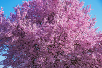 Beautiful flowering peach tree, the texture of flowers peach