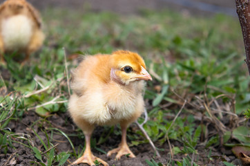 Little chicken, closeup, yellow chicken on the grass. Breeding small chickens. Poultry farming.
