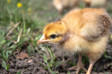 Little chicken, closeup, yellow chicken on the grass. Breeding small chickens. Poultry farming.