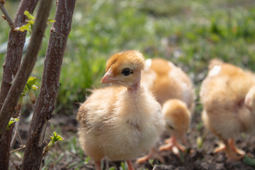 Yellow chickens on the grass and on a natural background on the farm, close-up